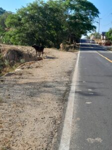 SAN LUIS VACAS