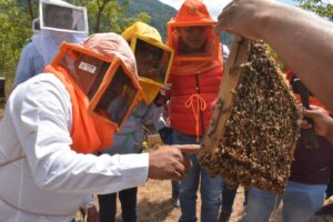 iliatenco cafe y miel (3)