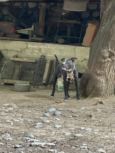 roja criadero clandestino de perros (3)