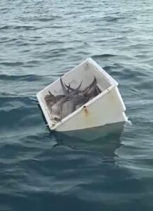 roja hallan hielera de pescadores