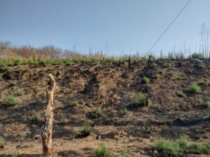 Marquelia terrenos quemados (2)