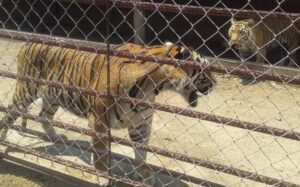 estado los animales (2)