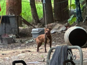 nacional nl prohibe venta de perros y gatos
