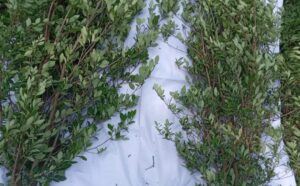 roja destruyen plantios de coca (2)