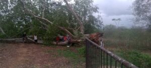 Juchitán El árbol cayó durante la lluvia del lunes