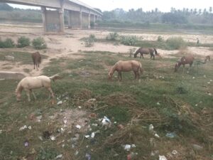 Marquelia.-Caballos en el río son un peligro