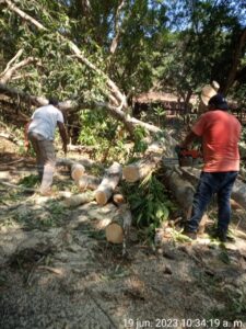boletin cuaji poda de arbol (1)