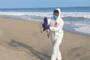 sociales muerte de aves por inanicion (1)