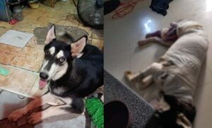 sociales queman con aceite a perrito