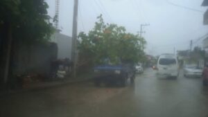 Marquelia Árbol cae sobre un carro