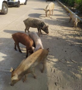SAN LUIS MARRANOS EN LAS CALLES (1)