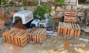 roja rescatan a gatos encerrados en cajas