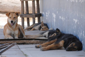 sociales perros con dueño