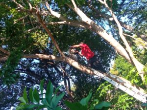 BOLETÍN OME PC RETIRANDO EL ÁRBOL (3)