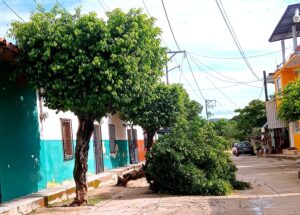 MARQUELIA ÁRBOLES CAÍDOS (1)