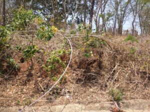 Marquelia Los cables tirados (1)