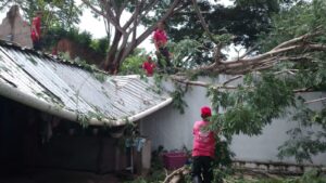 OME RETIRANDO ÁRBOLES (1)