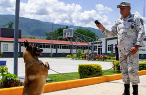 SOCIALES PERRITO