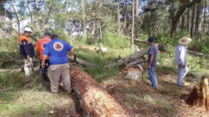 estado plaga en tepoxtepec