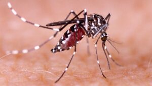 ESTADO DENGUE