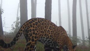 ESTADO EL JAGUAR