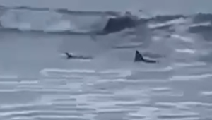 ESTADO EL TIBURÓN