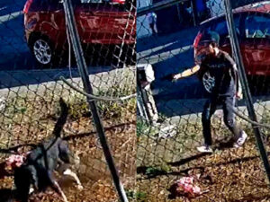 ROJA DISPARAN A PERRITO
