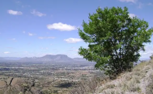 ROJA VALLE DEL MEZQUITAL