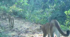 estado no hay jaguares