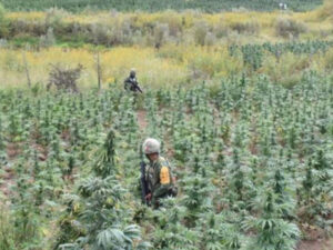 roja campo de marihuana