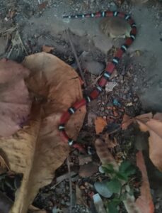 Marquelia Animales ponzoñosos