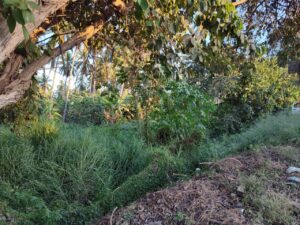 Marquelia Arboles perjudican líneas de luz