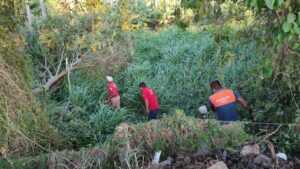 Marquelia Cae árbol en cables de media tensión (1)