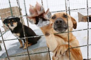 NACIONAL AMLO ANIMALES