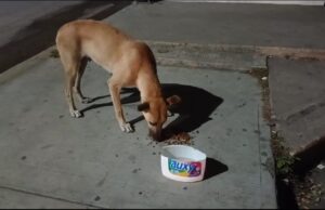 OME LOS PERROS (1)