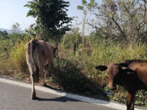 SAN LUIS GANADO EN LA CURVA (1)