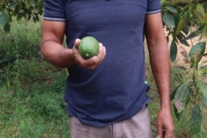 estado aguacateros (1)