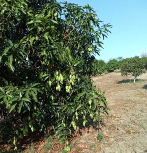 marquelia Roban mangos