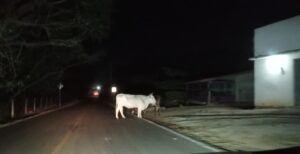 SAN-LUIS-VACAS-DEAMBULANDO