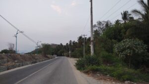 MARQUELIA Árboles sobre la carretera