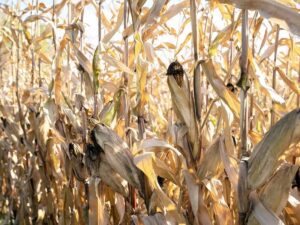 SOCIALES RIESGO DE PRODUCCION EN ALIMENTOS