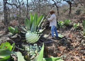 estado-cosechas-de-magueyes