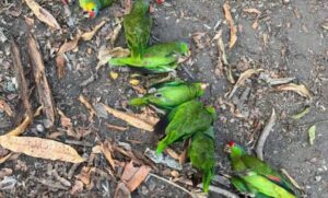 sociales-aves-fulminadas-por-calor