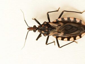 sociales enfermedad de chagas