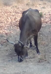 COPALA La vaca que se perdió