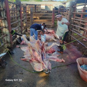 SAN-MARCOS-SACRIFICAN-VACAS