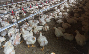 nacional gripe aviar