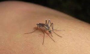 ESTADO GUERRERO DENGUE