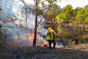 ESTADO INCENDIOS DAÑOS