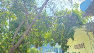 MARQUELIA ÁRBOL A PUNTO DE CAER (1)